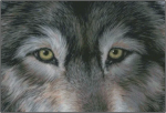 (image for) Eyes of the Wolf